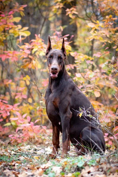 Zlatý Podzim Doberman Pinscher — Stock fotografie