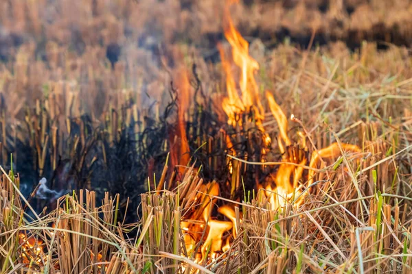 Stubble Burning Eller Crop Burning Landsbygden Bränner Torrt Gräs Efter — Stockfoto
