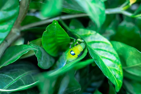 Κοντινό Πλάνο Oleander Hawk Moth Daphnis Nerii Καμουφλαρισμένο Φύλλο — Φωτογραφία Αρχείου