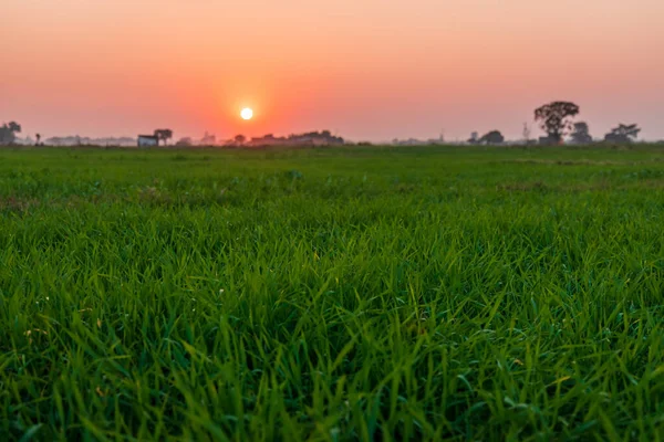 Vista Baixo Ângulo Grama Verde Contra Pôr Sol Longo Horizonte — Fotografia de Stock