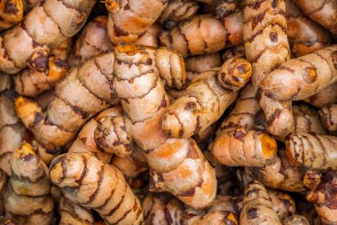 Zerdeçal kökleri yakın plan. Birçok zerdeçal kökü arkaplan dokusunun taze hasadı.