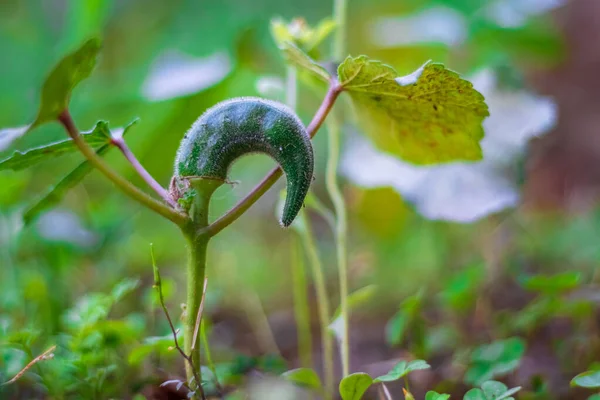 Okra Lady Vinger Close Biologische Okra Tuin — Stockfoto