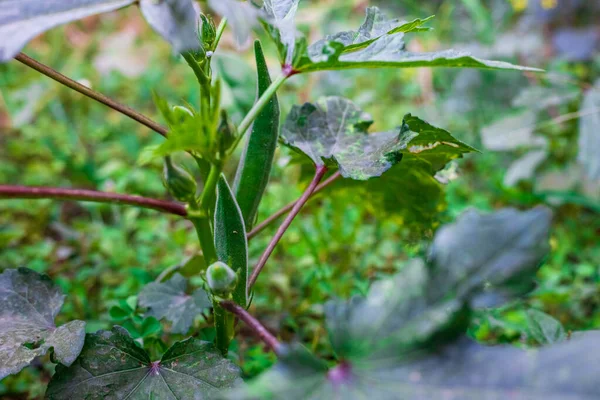 Okra Lady Doigt Gros Plan Okra Biologique Dans Jardin Arrière — Photo