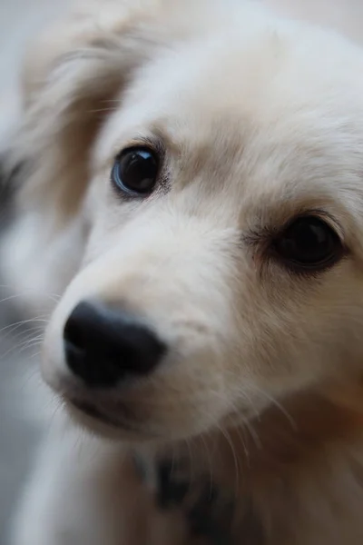 Gorgeoues Cute Little Kokoni Breed — ストック写真