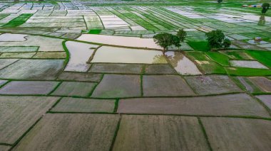 Taze ekilmiş arazinin havadan görünüşü. Çiftlik arazileri dikdörtgen blok hava görüntülerine bölünmüş. Nepal 'de muson mevsimi.