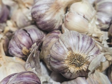 macro shot of fresh organic garlic bulbs with natural purple and white texture