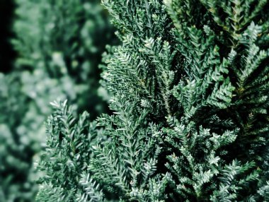 Yumuşak bulanık arkaplan ile gümüş-yeşil kozalaklı yapraklar yakın plan