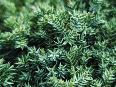 macro close-up of dense spiky blue-green conifer foliage texture