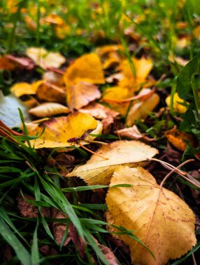 Kırmızı bir kundakçı böceğinin sarı bir sonbahar yaprağındaki makro yakın çekimi.