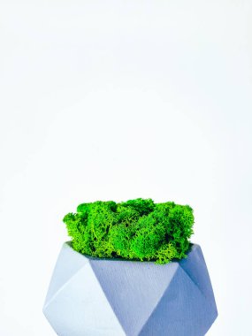 Beyaz zemin üzerinde beton geometrik ekicide korunmuş yosun