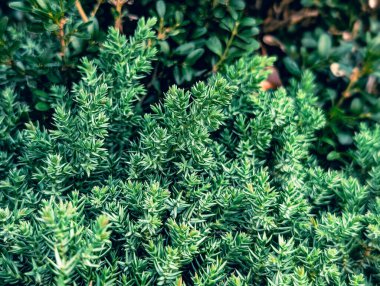 Keskin yeşil ardıç veya kozalaklı iğnelerin yoğun dokusu soyut bir arkaplan oluşturuyor.