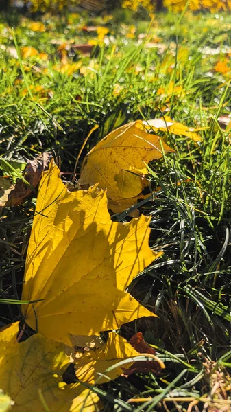Parlak sarı sonbahar akçaağaç yapraklarının dikey alçak açılı çekimi yoğun güneş ışığında yeşil çimlerin üzerinde