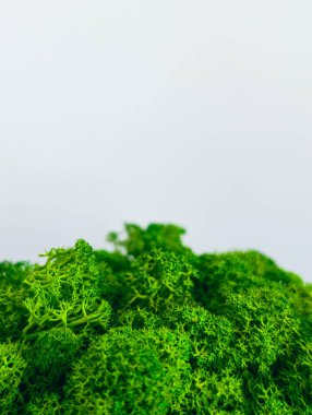 Beyaz zemin üzerinde canlı yeşil rengeyik yosunu dokusunun dikey yakın çekimi büyük kopya alanı ile