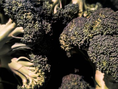 Taze salatalık ya da salatalık dokusuna yakın çekim