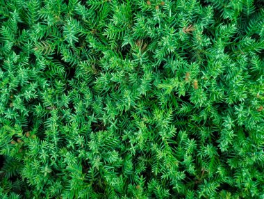 Yeşili yemyeşil ardıç ya da kozalaklı iğne deseni tam çerçeve arkaplan