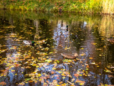 Sonbahar havuzunda sıcak sarı ve turuncu yansımalarla yüzen iki yaban ördeği.