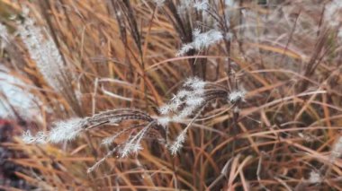 Sonbaharda don ya da beyaz kabarık tohum içeren miscanthus sinensis süslemesi yakın plan.