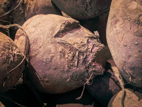 Çiftçi pazarında topraklı ve köklü taze organik pancar kökü.