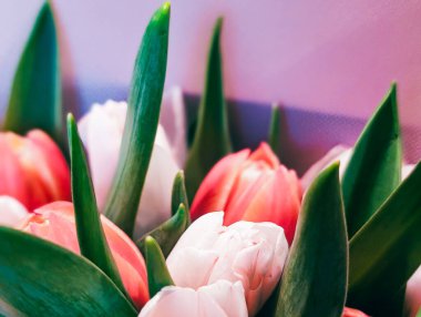 Canlı yeşil yaprakları ve açık mor arkaplanı olan taze pembe laleleri kapatın.