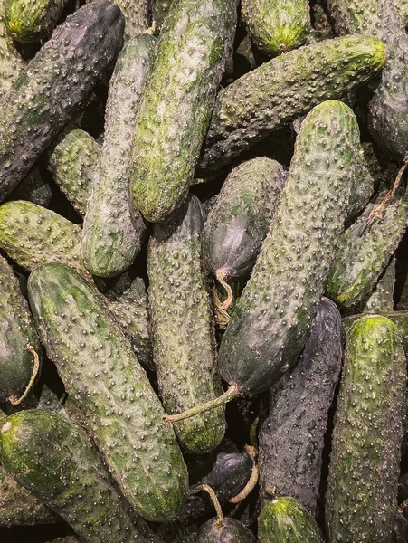 Tam kare taze çiğ salatalık yığını dokusu arka planı