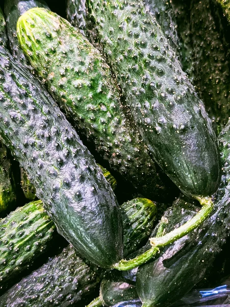 Taze, engebeli yeşil salatalıkların makro fotoğrafını çek.