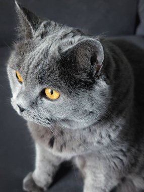 tapılası İngiliz kısa hava kedisi oturuyor ve merakla bakıyor