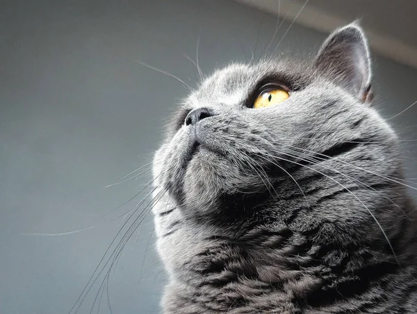 tapılası gri kedi kafası alçak açıdan yukarı bakıyor.