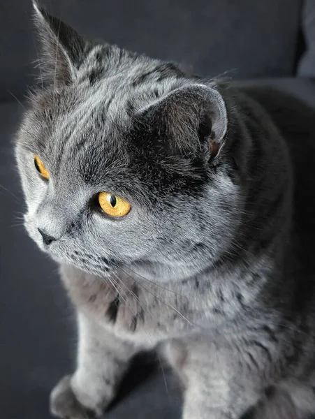 tapılası İngiliz kısa hava kedisi oturuyor ve merakla bakıyor