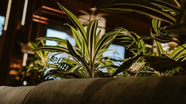 Huysuz ev bitkisi dracaena arka ışıklandırması ve karanlık iç mekanı