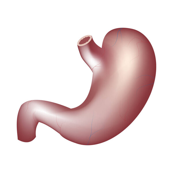 Stomach isolated on white background