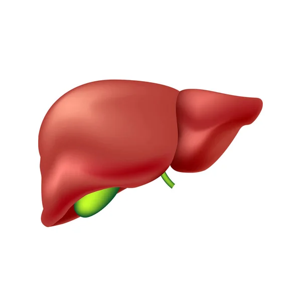 Leverpictogram Geïsoleerd Witte Achtergrond — Stockvector