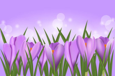 Bahar çiçekleri. Çiçek arkaplan. Laleler, Crocus, yeşil çimenler.