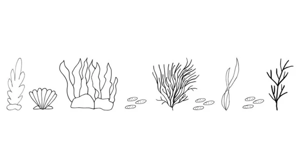 Doodle Algas Con Conchas Piedras Mano Dibujada Una Alga Con — Vector de stock