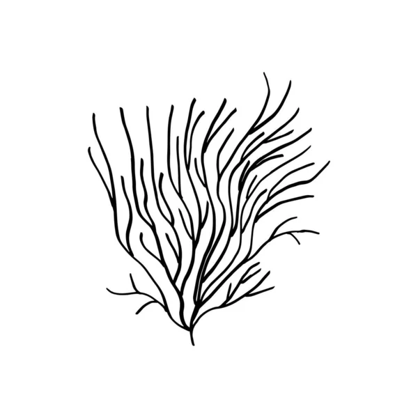 Doodle Seaweed Hand Drawn Seaweed Isolated White Background Vector Illustration — Stock Vector