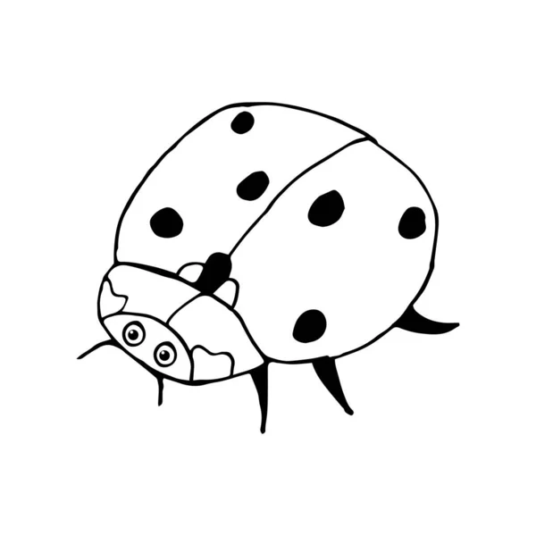 Doodle Ladybug Hand Drawn Ladybug Isolated White Background Vector Illustration — Stock Vector