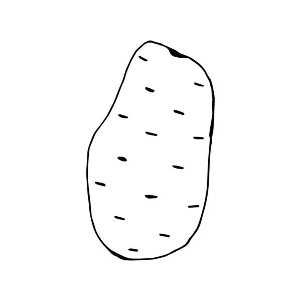Patata Doodle Disegnato Mano Una Patata Isolata Fondo Bianco Adesivo — Vettoriale Stock