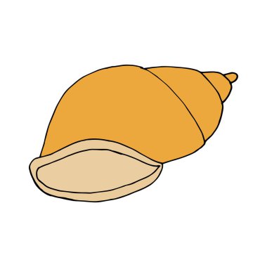 Deniz kabuğunu karala. Beyaz arka planda izole edilmiş bir kabuğun el çizimi. Vektör illüstrasyon etiketi, simge, tasarım ögesi