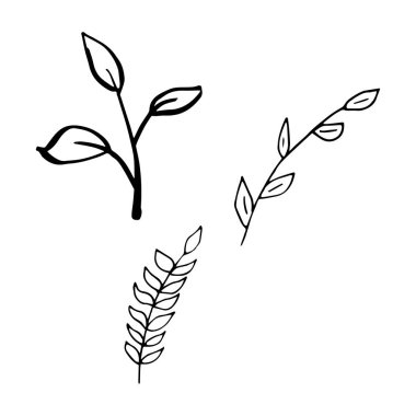 Orman yaprağı el çizimi vektörü. Yapraklar. Sonbahar yaprağı beyaz arka planda izole edilmiş. Botanik orman bitkileri veya Eylül ayı ağaç yaprakları