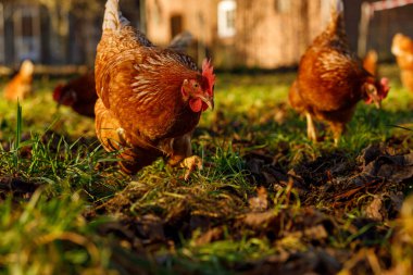 Almanya 'da kış sabahı bir çiftlikte organik tavuk çiftliği.