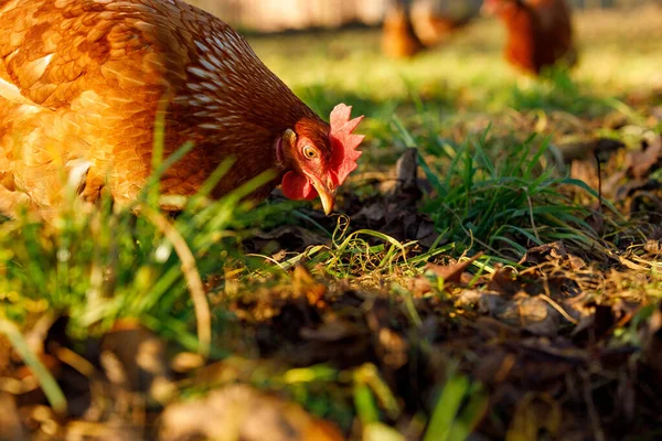 Κοτόπουλα ελεύθερης βοσκής βιολογικά πουλερικά σε μια αγροτική φάρμα ένα χειμωνιάτικο πρωινό, Γερμανία — Φωτογραφία Αρχείου
