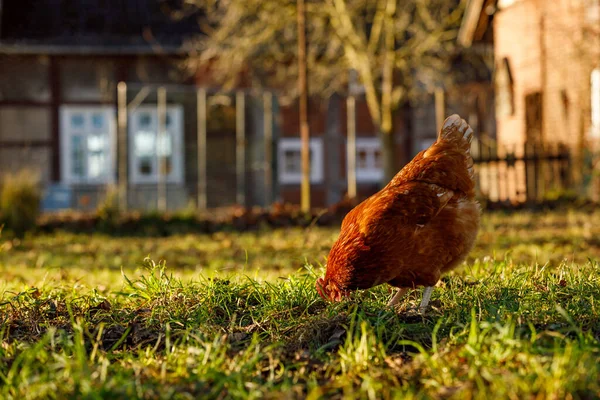 Almanya 'da kış sabahı bir çiftlikte organik tavuk çiftliği. — Stok fotoğraf
