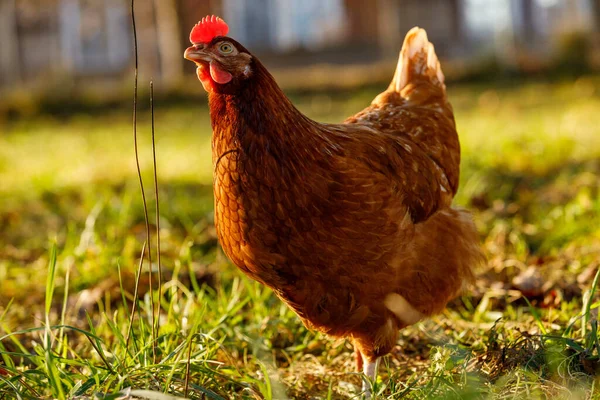 Almanya 'da kış sabahı bir çiftlikte organik tavuk çiftliği. — Stok fotoğraf