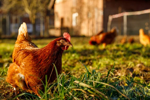 Pollos ecológicos de corral en una granja de campo en una mañana de invierno, Alemania — Foto de Stock