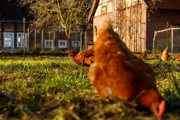 Frigående ekologiska kycklingar fjäderfä på en lantgård på en vintermorgon, Tyskland — Stockfoto