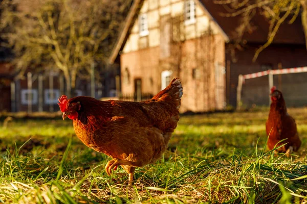 Κοτόπουλα ελεύθερης βοσκής βιολογικά πουλερικά σε μια αγροτική φάρμα ένα χειμωνιάτικο πρωινό, Γερμανία — Φωτογραφία Αρχείου