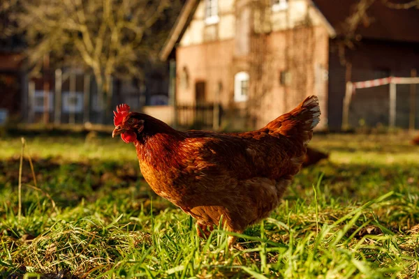 Volný výběh ekologické drůbeže na venkovské farmě v zimním dopoledních hodinách, Německo — Stock fotografie