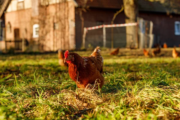 Volný výběh ekologické drůbeže na venkovské farmě v zimním dopoledních hodinách, Německo — Stock fotografie