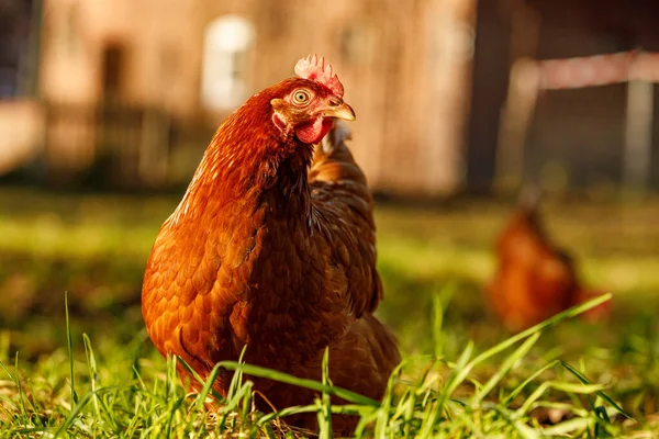 Volný výběh ekologické drůbeže na venkovské farmě v zimním dopoledních hodinách, Německo — Stock fotografie