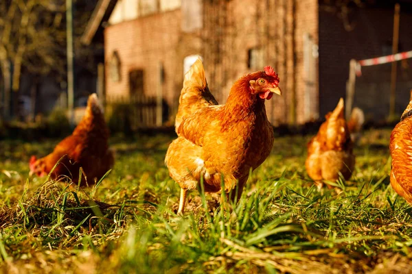 Aves de capoeira de galinhas orgânicas em uma fazenda rural em uma manhã de inverno, alemanha Imagens Royalty-Free