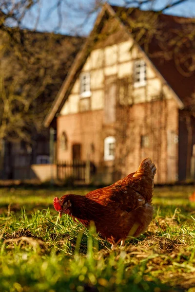 Aves de capoeira de galinhas orgânicas em uma fazenda rural em uma manhã de inverno, alemanha Imagem De Stock